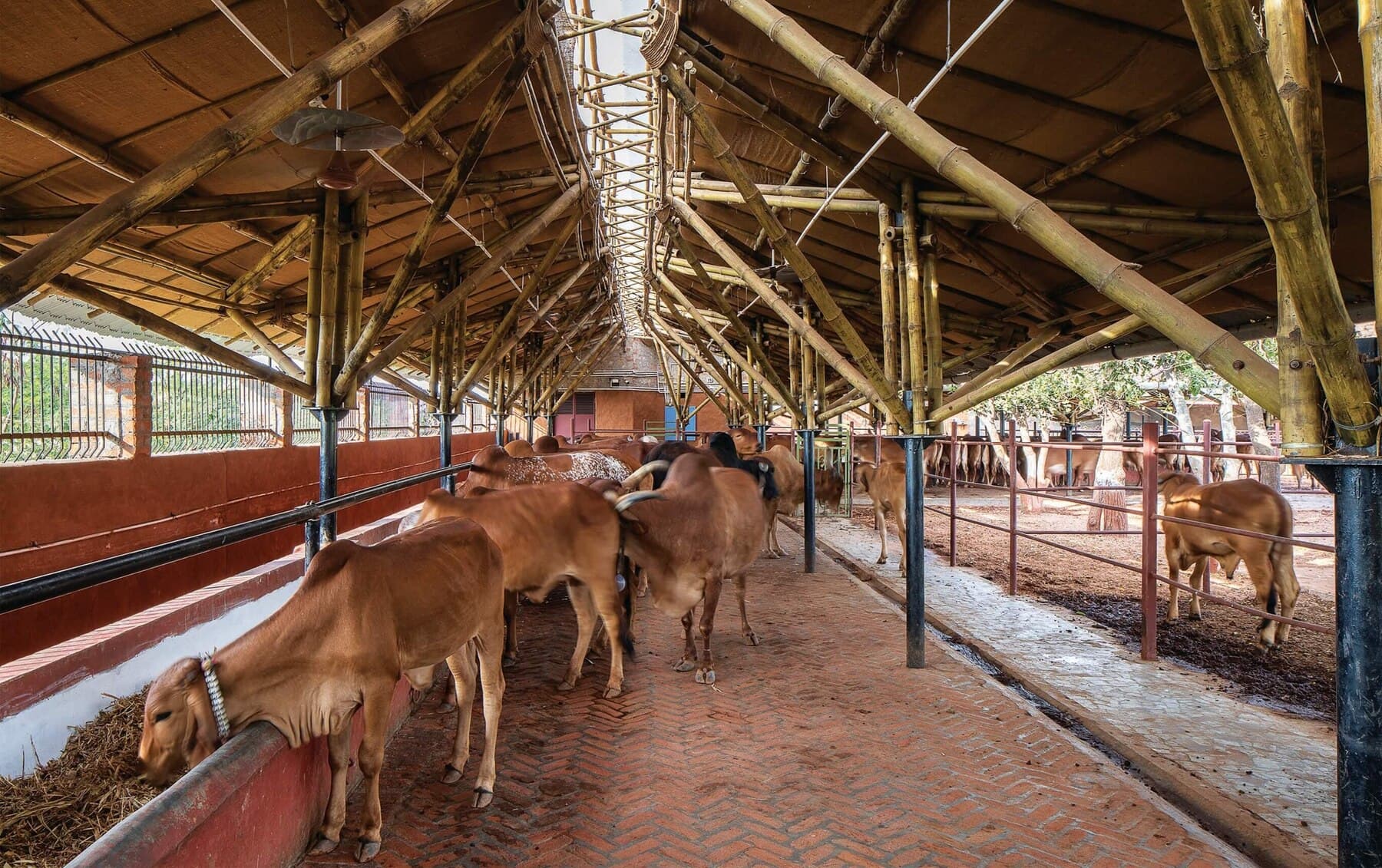 The covered feeding shed of a Panjrapol in early light
