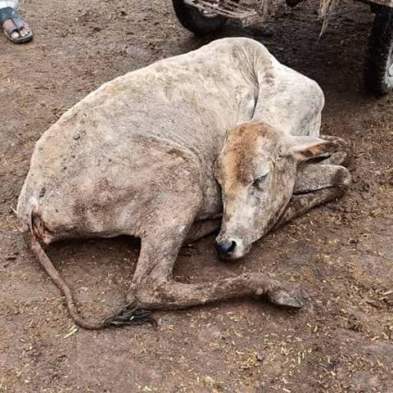 An injured cow resting, waiting to be looked after