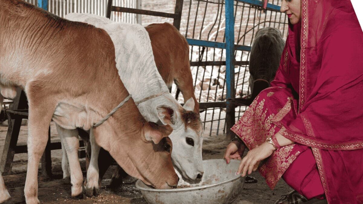 Calves being fed by hand at a registered Panjrapol