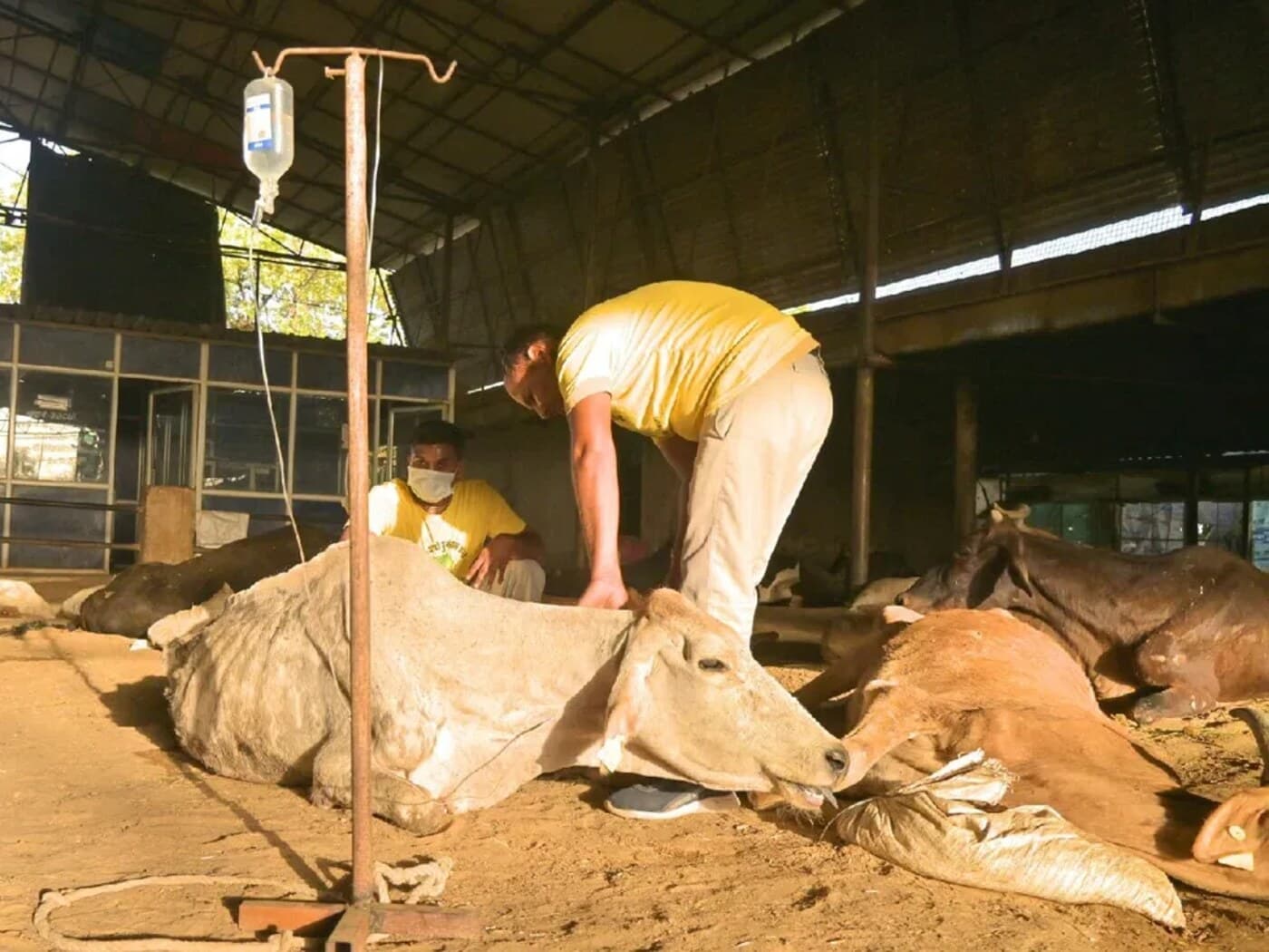 A shelter volunteer treating cattle on site